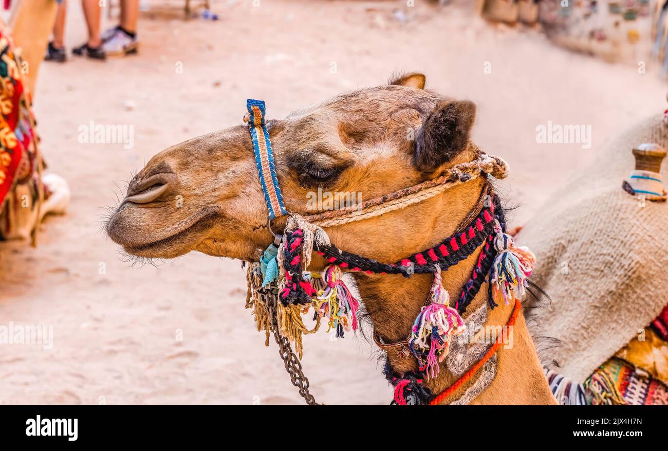 The camel used transport Banque de photographies et d’images à haute — free download