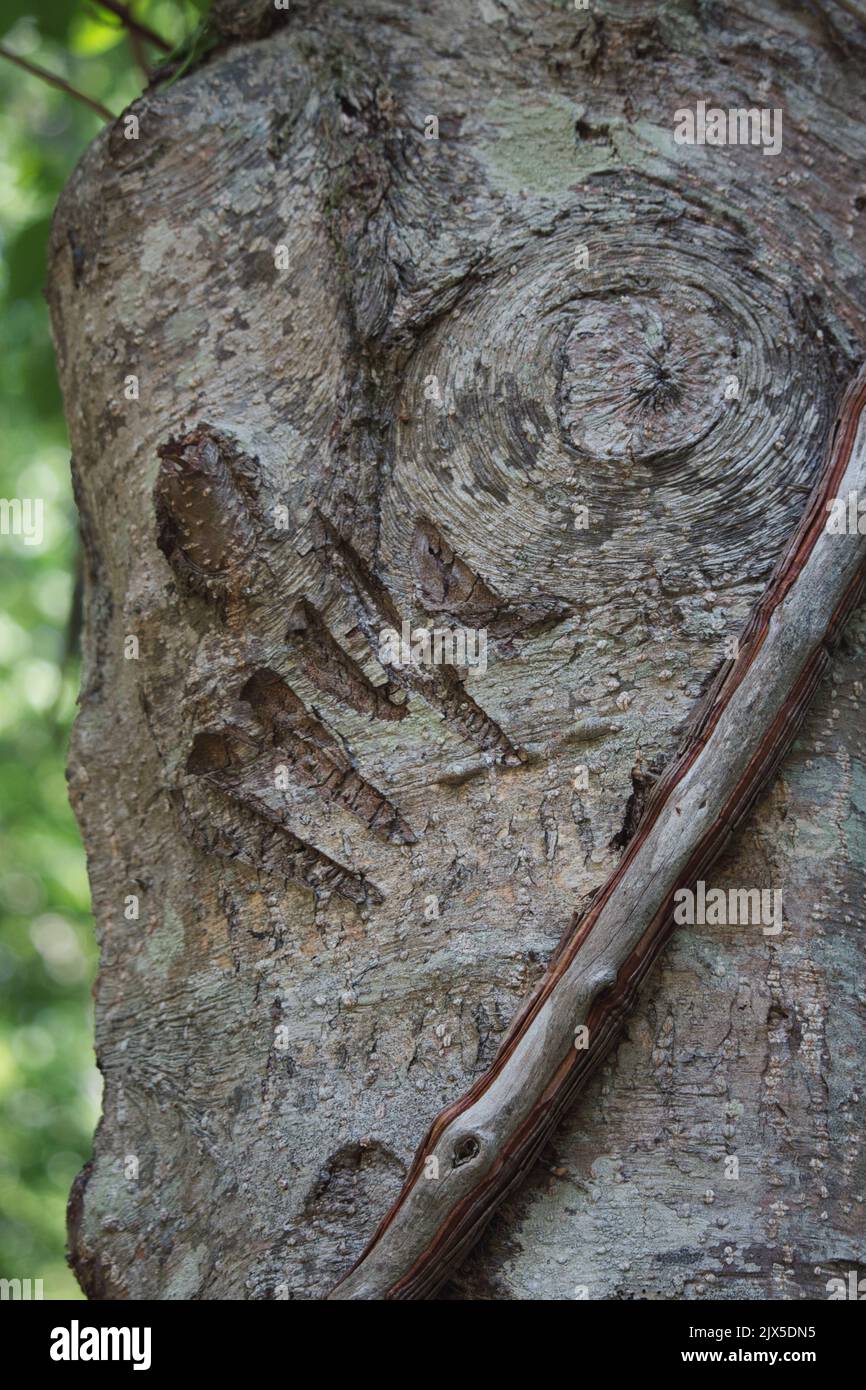 Porter les marques de griffe dans un tronc d'arbre Banque D'Images