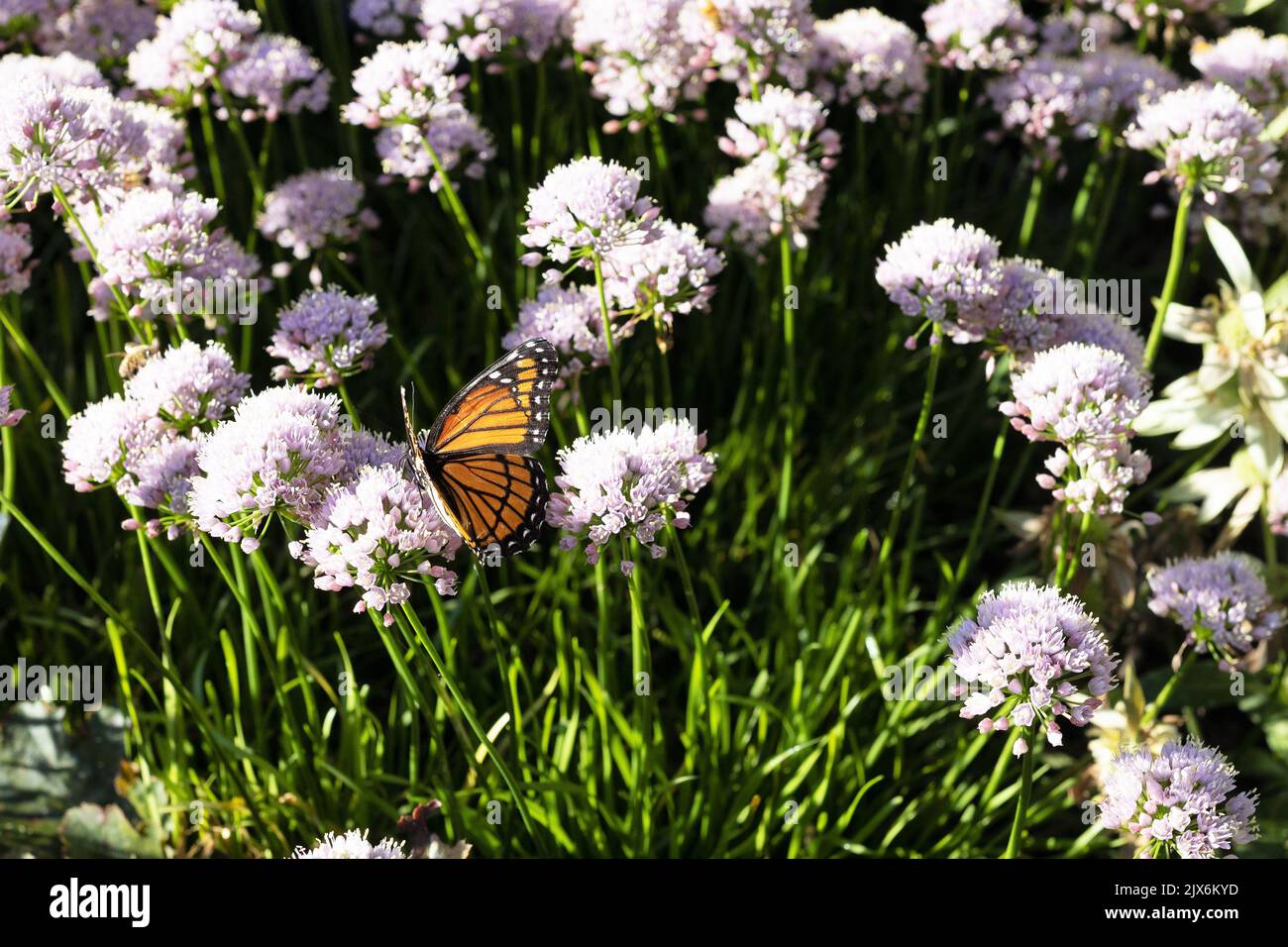 Un papillon monarque sur une fleur d'oignon ornementale allium 'sugar melt'. Banque D'Images