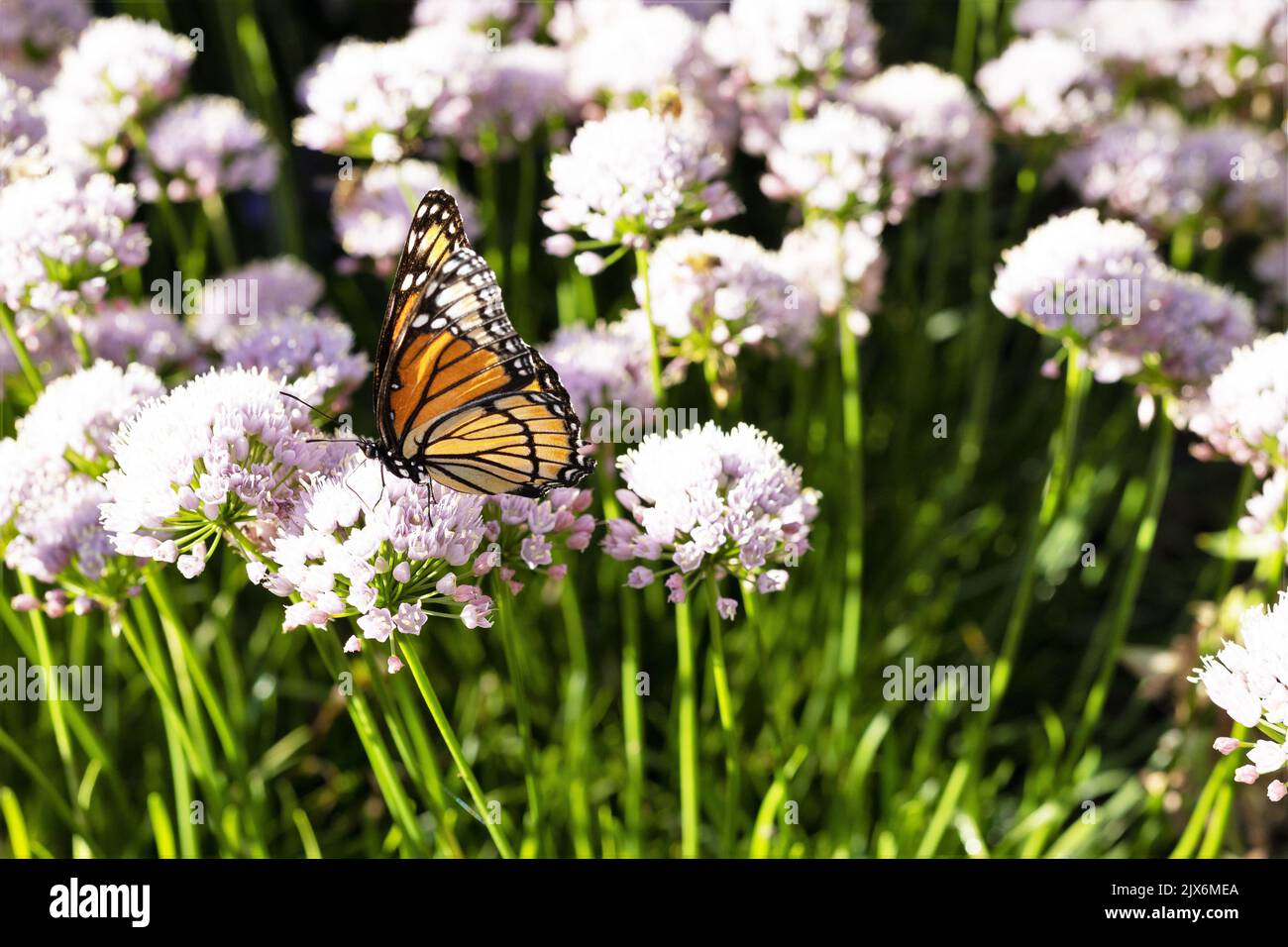 Un papillon monarque sur une fleur d'oignon ornementale allium 'sugar melt'. Banque D'Images