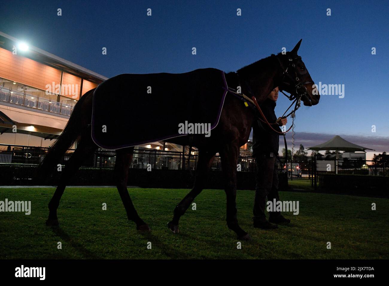 Le cheval de course Winx est conduit autour de la cour de montage par sa titreuse, après avoir participé aux travaux de piste de Rosehill Gardens racecourse à Sydney, jeudi, 17 août 2017. Winx aura pour objectif sa victoire consécutive de 18th lorsqu'elle se présentera dans les piquets Bob Ingham Warwick de ce samedi à Royal Randwick. (Image AAP/Dan Himbrechts) Banque D'Images