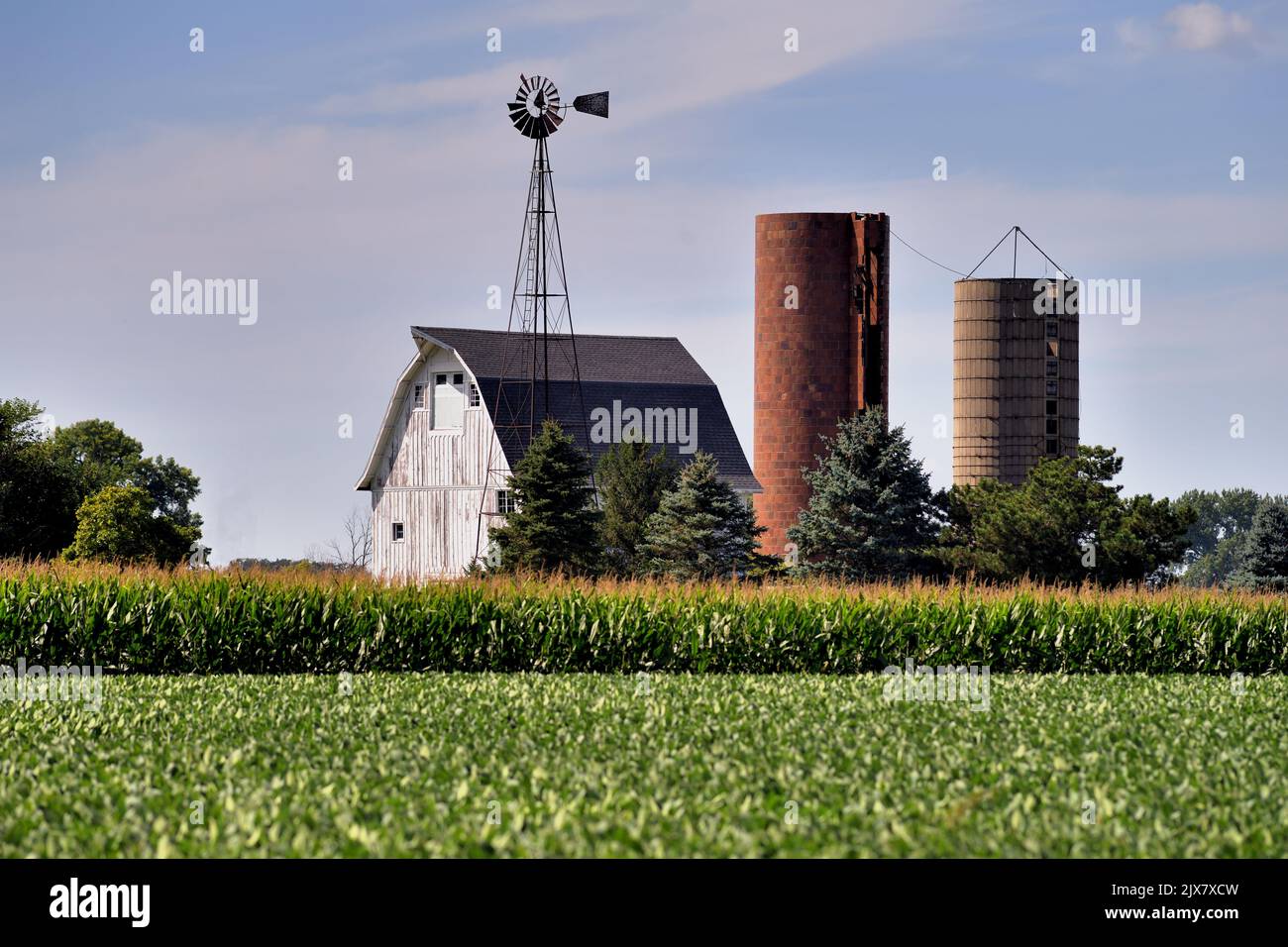 Maple Park, Illinois, États-Unis. Une grange d'époque, un moulin à vent et de vieux silos sans bouchon entourés de cultures de maïs matures dans un champ de maïs dans le nord-est de l'Illinois. Banque D'Images