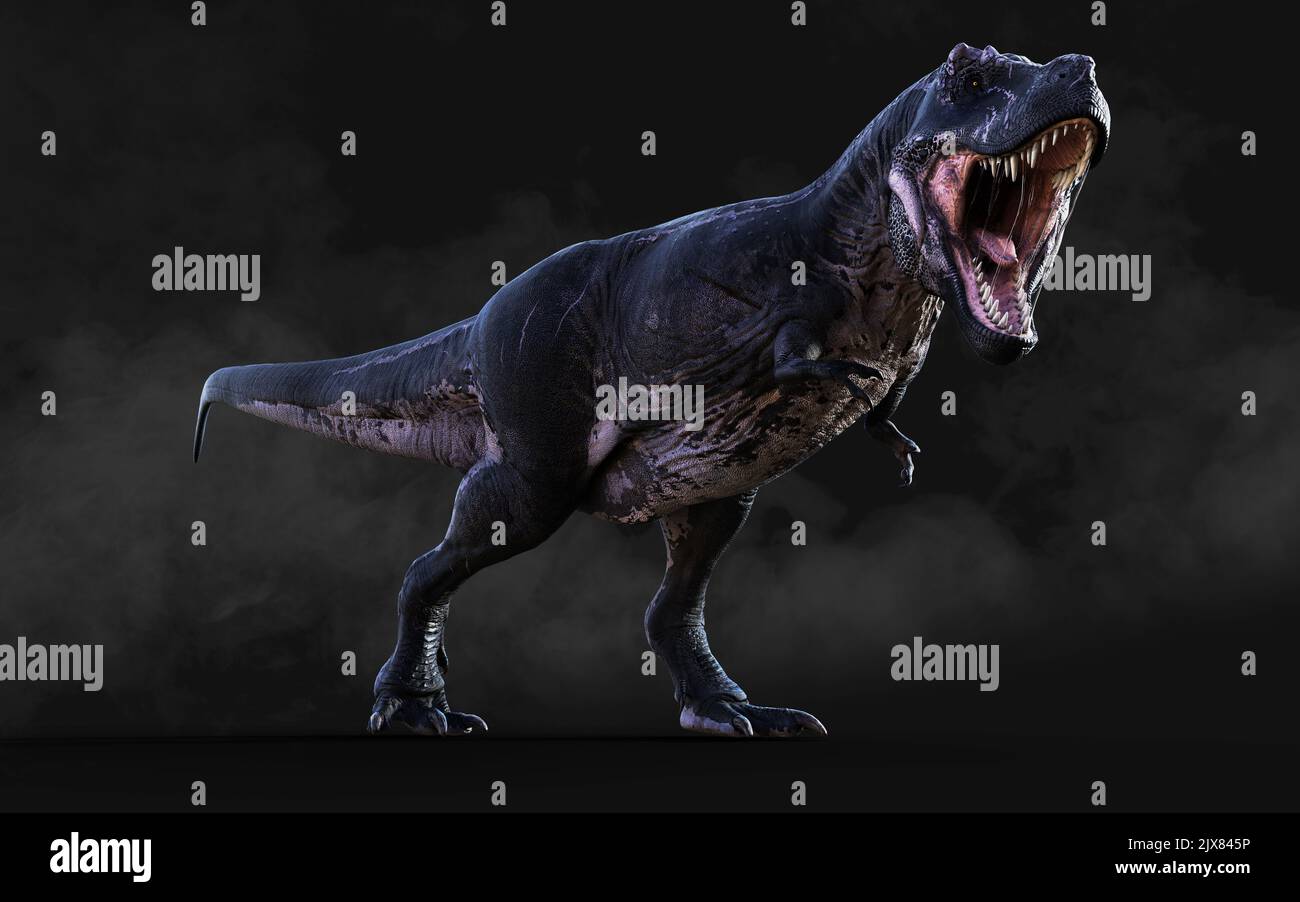 3D Illustration du dangereux Tyrannosaurus Rex actes et poses isolés sur fond noir avec le chemin de coupure Banque D'Images