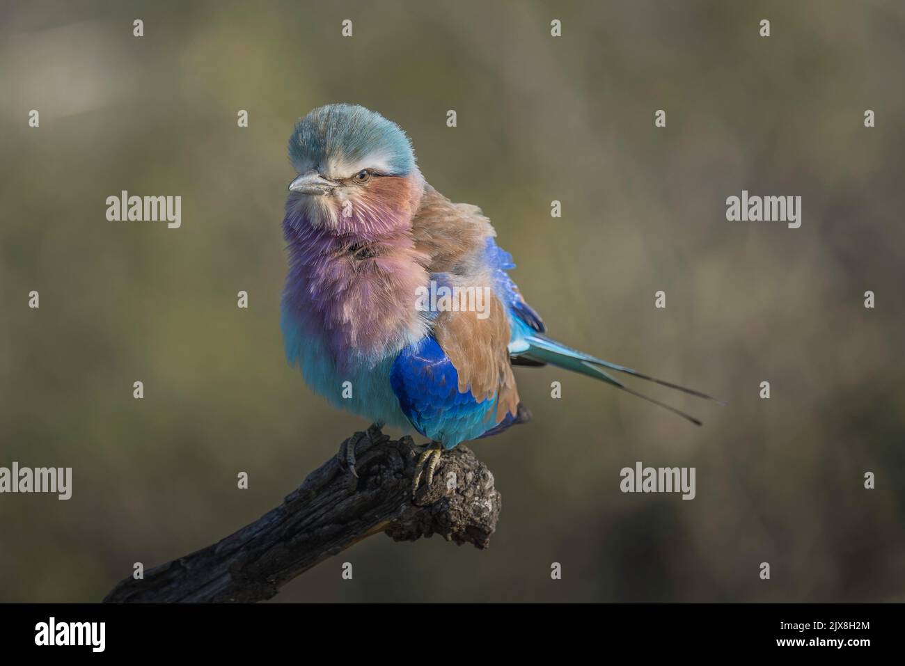 Rouleau lilas droit perché sur une branche avec des plumes à revers Banque D'Images