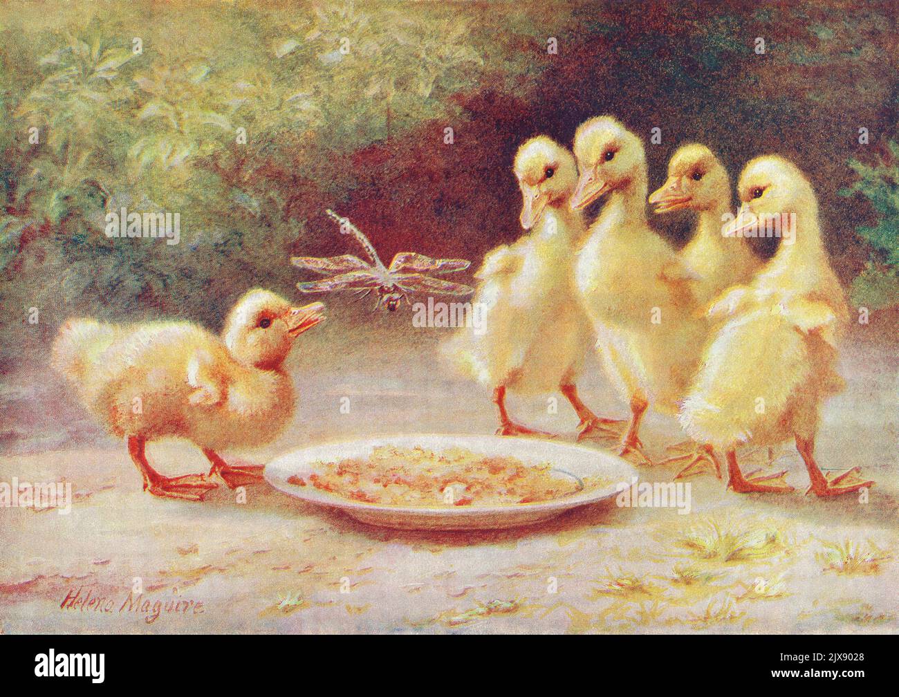 1899 illustration victorienne sentimentale de quelques poussins rencontrant une libellule intitulée 'an Intruder'. Du livre pour enfants « Little Folks ». Banque D'Images