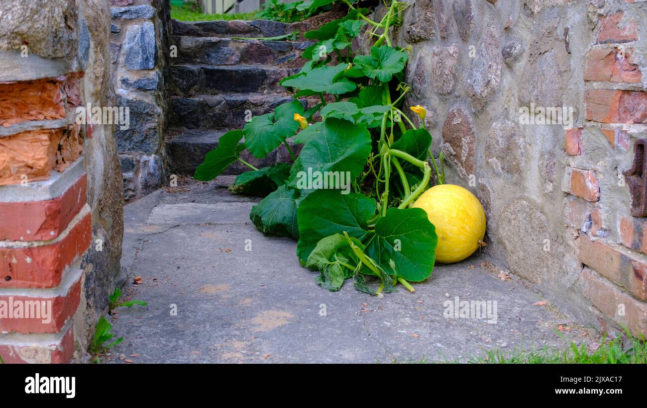 Une citrouille jaune a grandi dans les escaliers de la maison. Levain juteux vert frais Voici plusieurs grandes citrouilles d'Halloween jaunes vibrantes sur le contre Banque D'Images