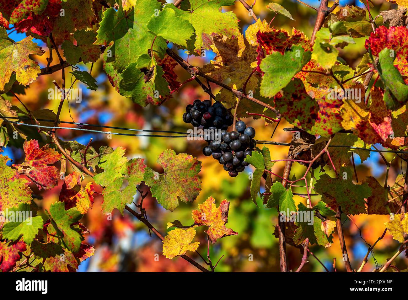 Vue rapprochée du bouquet de raisins colorés parmi les feuilles automnales colorées du Piémont, dans le nord de l'Italie. Banque D'Images