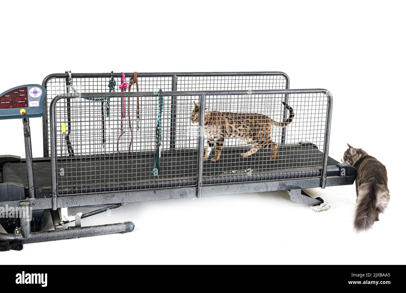 tapis roulant pour chat devant un fond blanc Banque D'Images