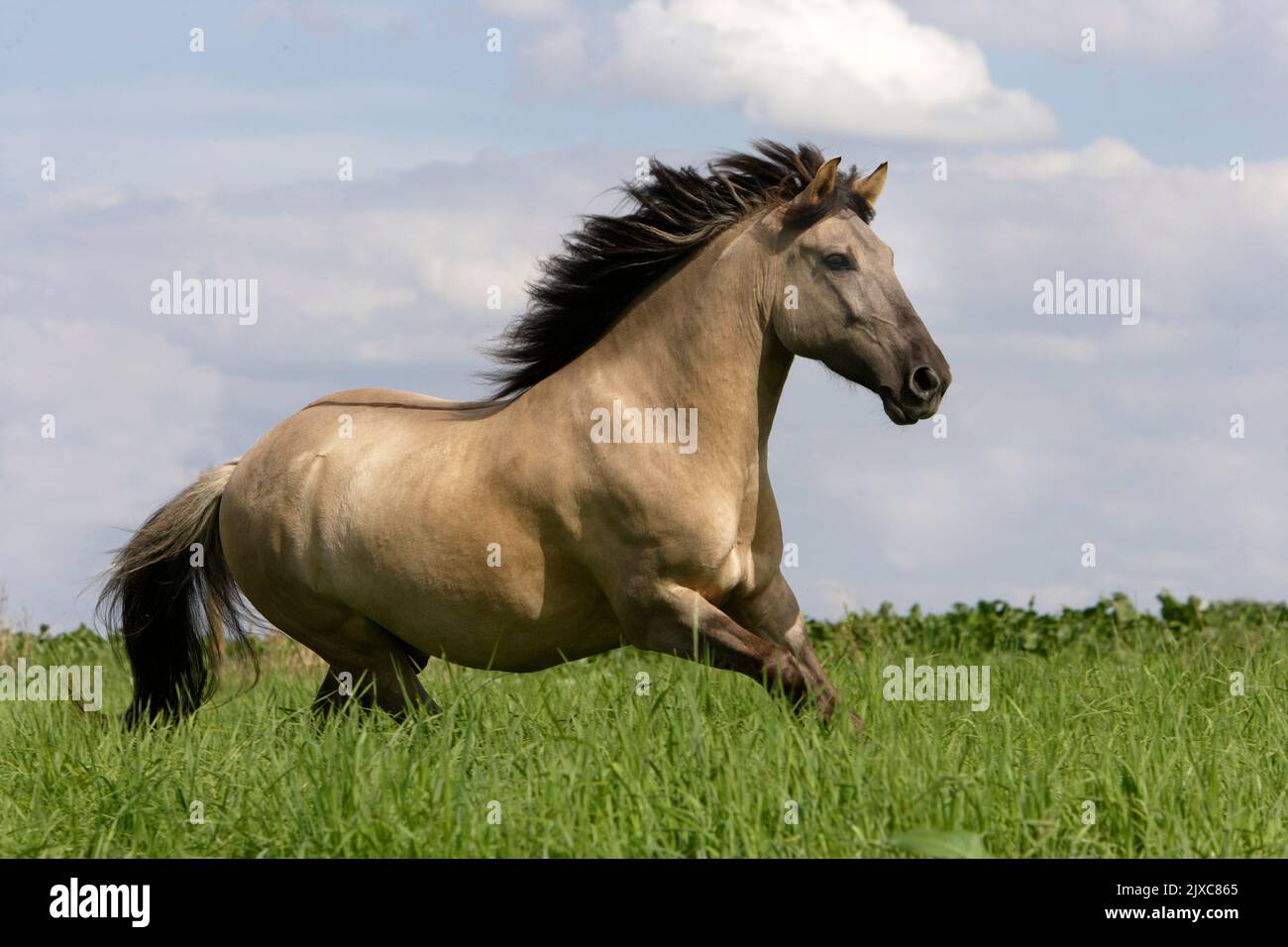Konik dans un galop sur un pré. Pologne Banque D'Images