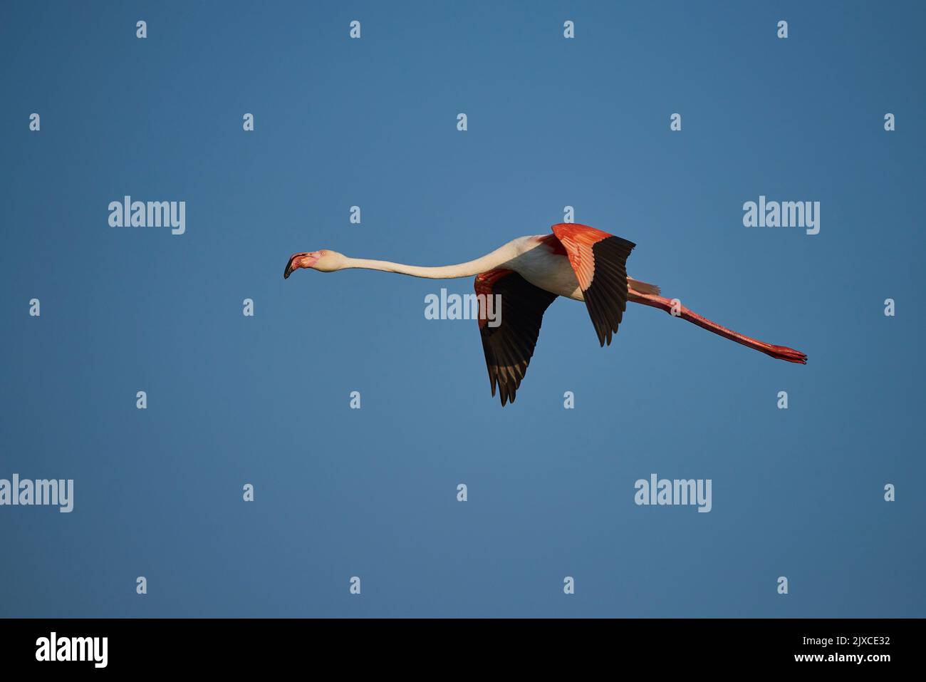 Grand Flamingo (Phénicopterus ruber). Adulte en vol. Camargue, France Banque D'Images