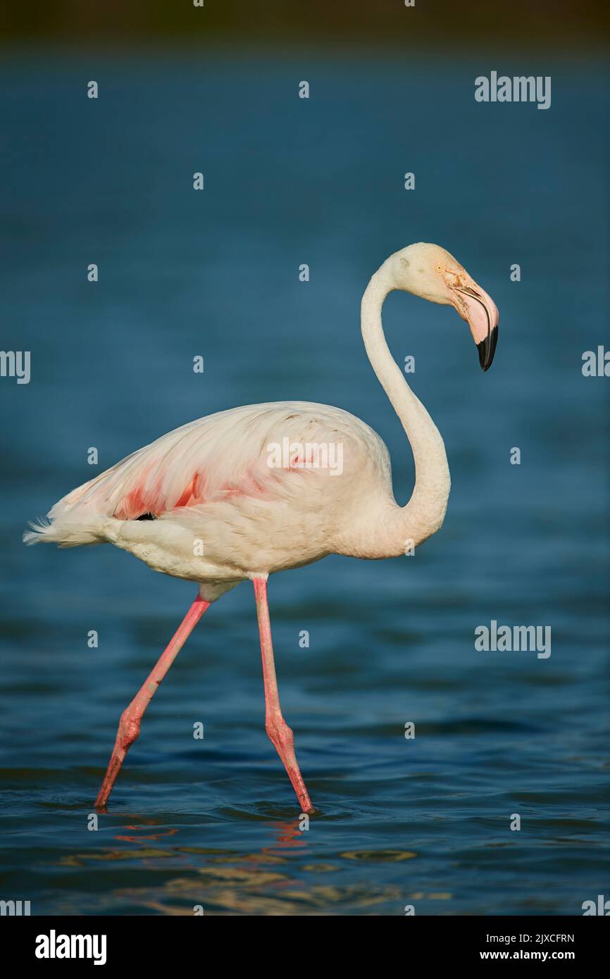 Grand Flamingo (Phénicopterus ruber). Adulte seul marchant dans des eaux peu profondes. Camargue, France Banque D'Images