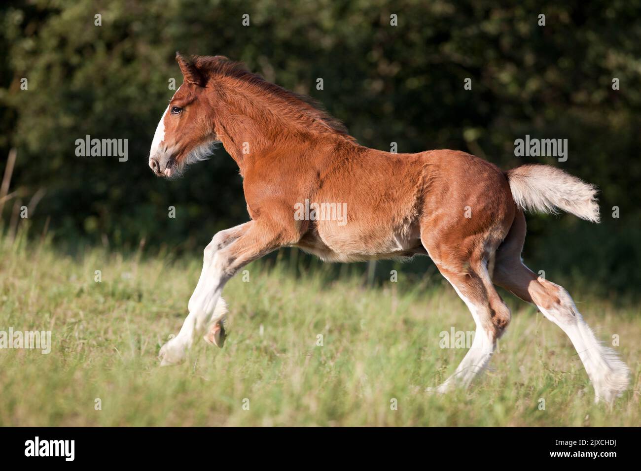 Shire Horse. Bay colt galopant sur un pré Banque D'Images