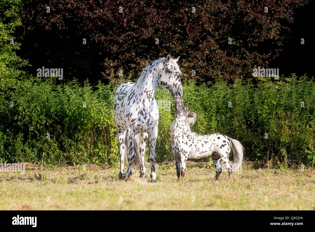 Knarpup Horse et Falabella Pony. Deux étalons se renifle dans le pâturage. Autriche Banque D'Images