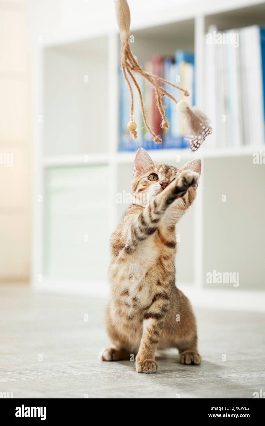 Chat domestique Un chaton tabby joue avec un jouet. Allemagne Banque D'Images