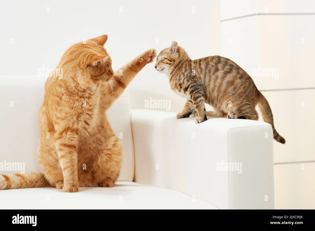 Chat. Domestique Un chaton tabby et un chat adulte sur un canapé. Allemagne Banque D'Images