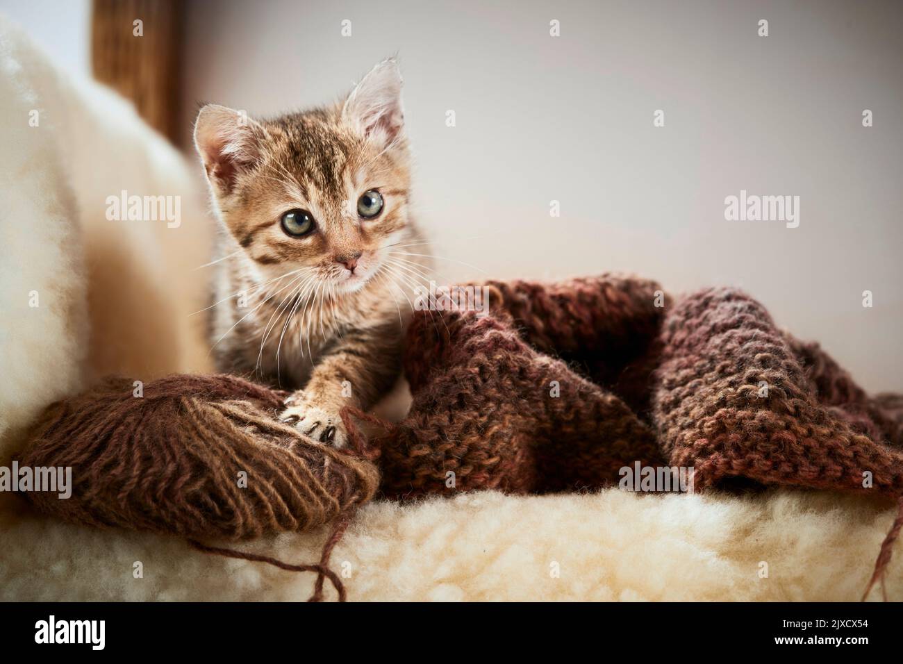 Chat domestique Un chaton tabby sur une chaise en osier avec des ustensiles de tricotage. Allemagne Banque D'Images