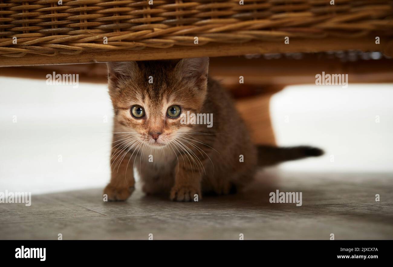 Chat domestique Un chaton tabby se cachant sous une chaise en osier wa. Allemagne Banque D'Images