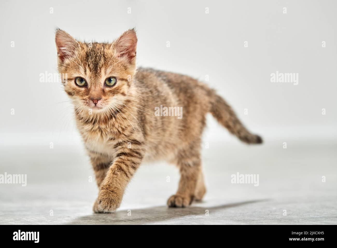 Chat domestique Un chaton en tabby marche sur le parquet. Allemagne Banque D'Images