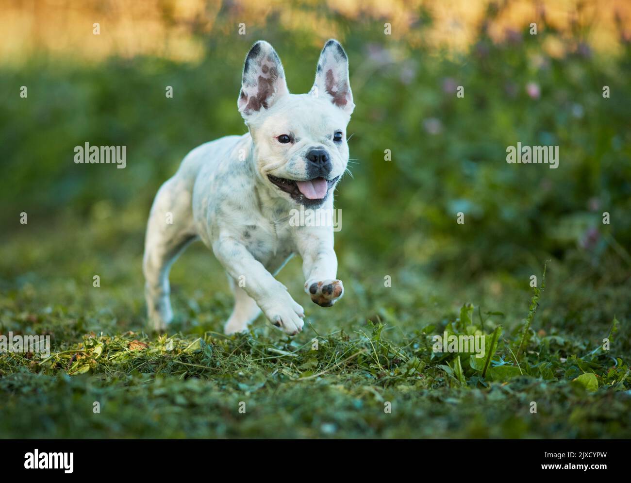 Bulldog français, chiot courant dans un pré. Allemagne Banque D'Images