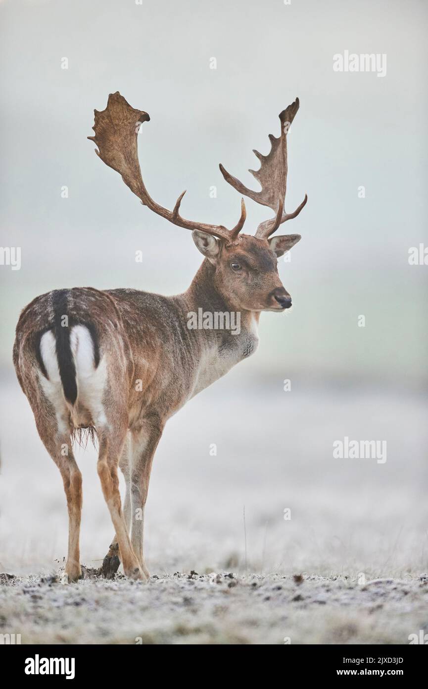 Cerf en jachère (Cervus dama dama). Buck debout sur une prairie glacée pendant le rout en automne. Bavarian Forest, Bavière, Allemagne Banque D'Images