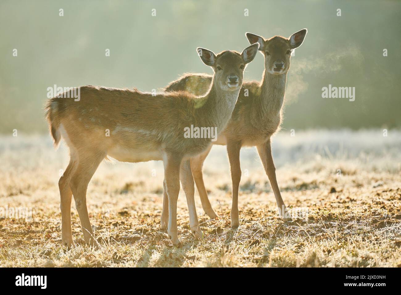 Cerf en jachère (Cervus dama dama). Deux faons se balader sur une prairie glacée en automne. Bavarian Forest, Bavière, Allemagne Banque D'Images