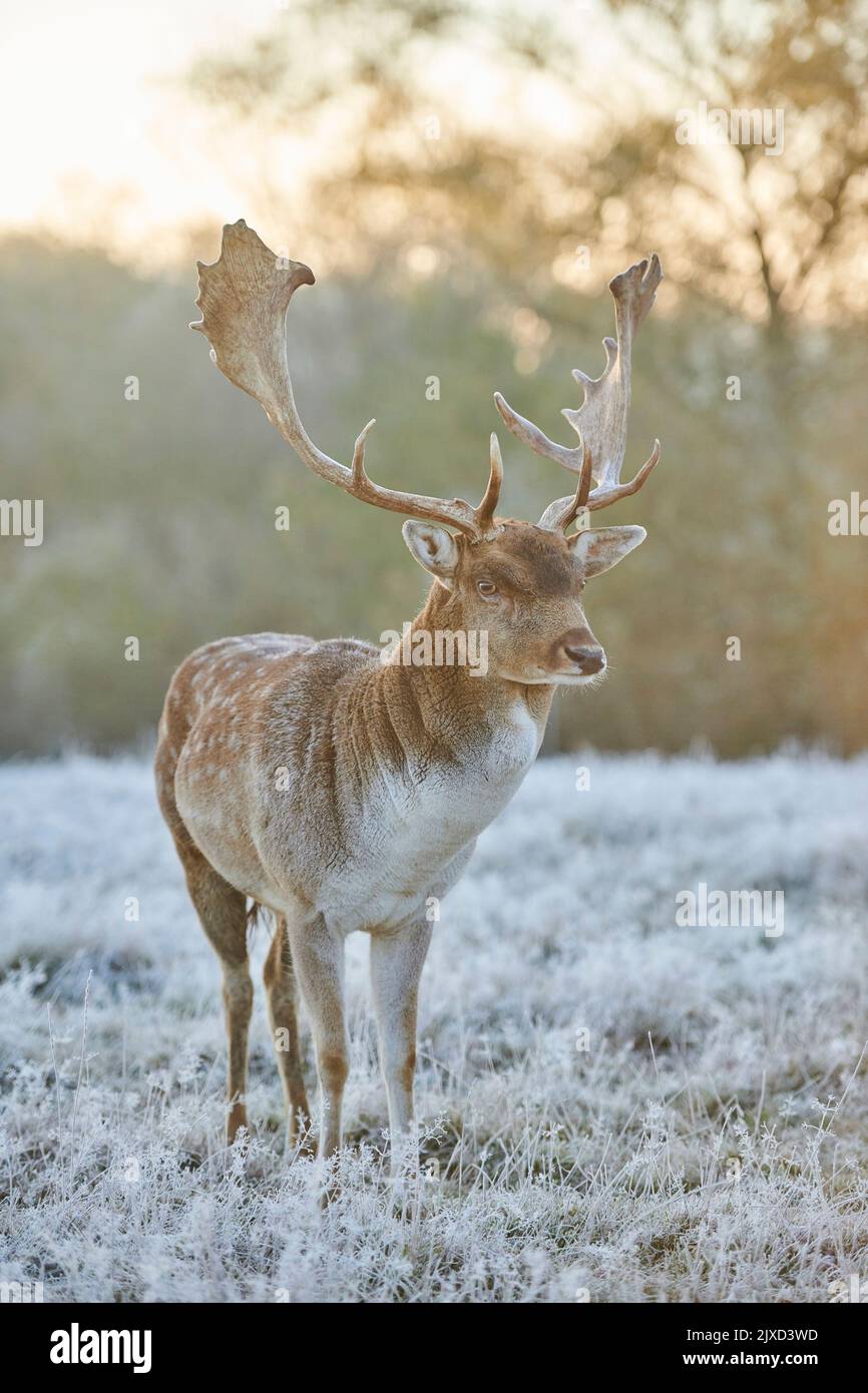 Cerf en jachère (Cervus dama dama). Buck debout sur une prairie glacée pendant le rout en automne. Bavarian Forest, Bavière, Allemagne Banque D'Images