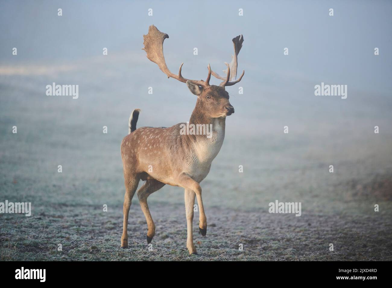 Cerf en jachère (Cervus dama dama). Buck marchant sur une prairie glacée pendant le rout en automne. Bavarian Forest, Bavière, Allemagne Banque D'Images