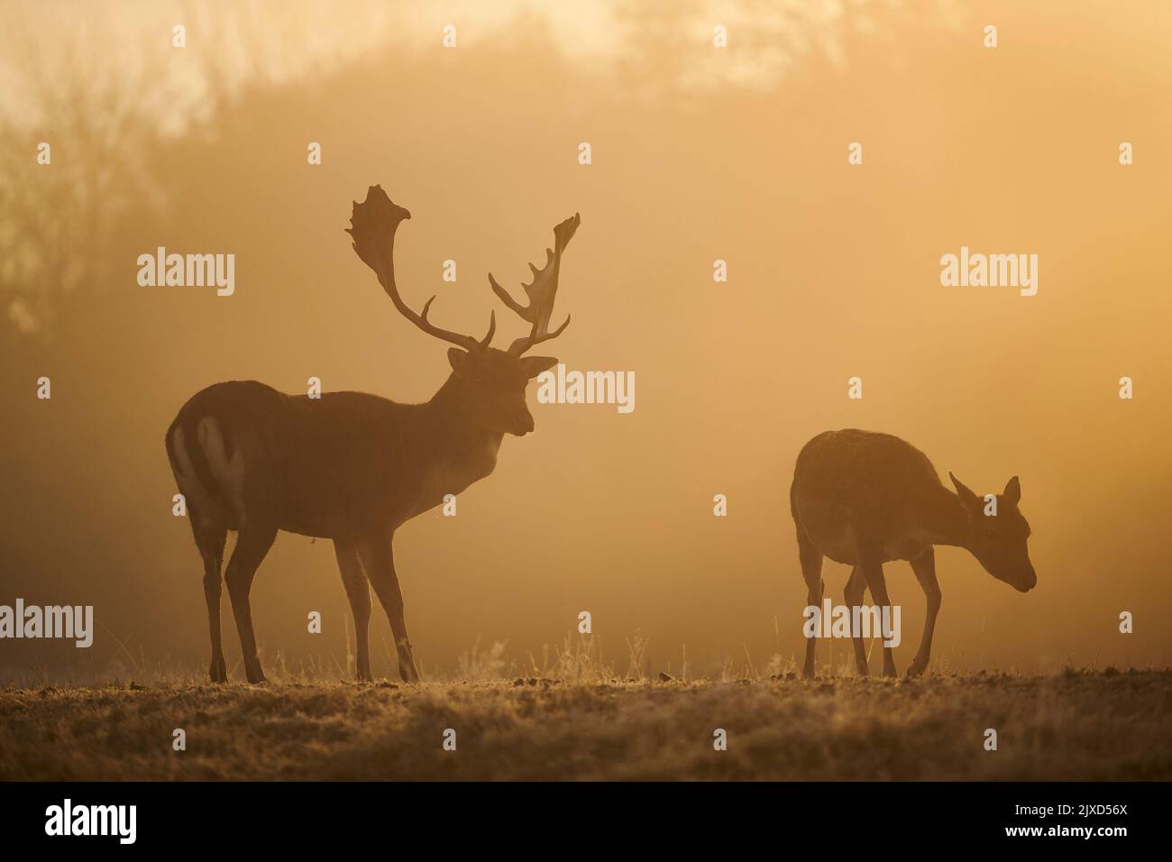 Cerf en jachère (Cervus dama dama). Buck et Doe sur un pré pendant le rout en automne, silhoueté contre le ciel du matin. Bavarian Forest, Bavière, Allemagne Banque D'Images
