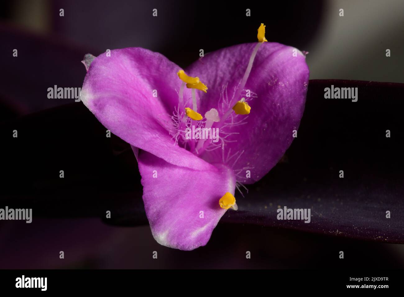 Fleur d'une variété Tradescantia pallida (spidermoort) de fleur violette, de blanc étamines, de pistil et de pétales. Castia pourpre, coeur pourpre ou violet Banque D'Images