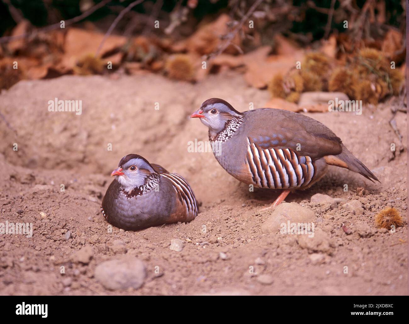 Barbary Partridge (Alectoris barbara). Couple prenant un bain de poussière. Italie. Banque D'Images