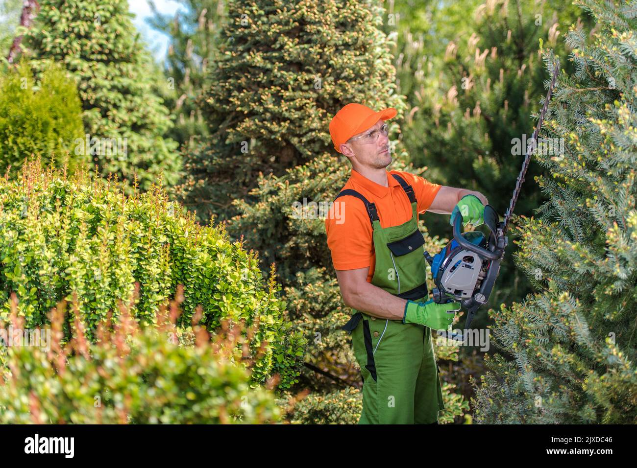 Jardinier d'âge moyen caucasien taille et forme des arbres dans la cour à l'aide de l'outil de taille-haie Power Tool. Équipement de jardinage et d'aménagement paysager professionnel Banque D'Images