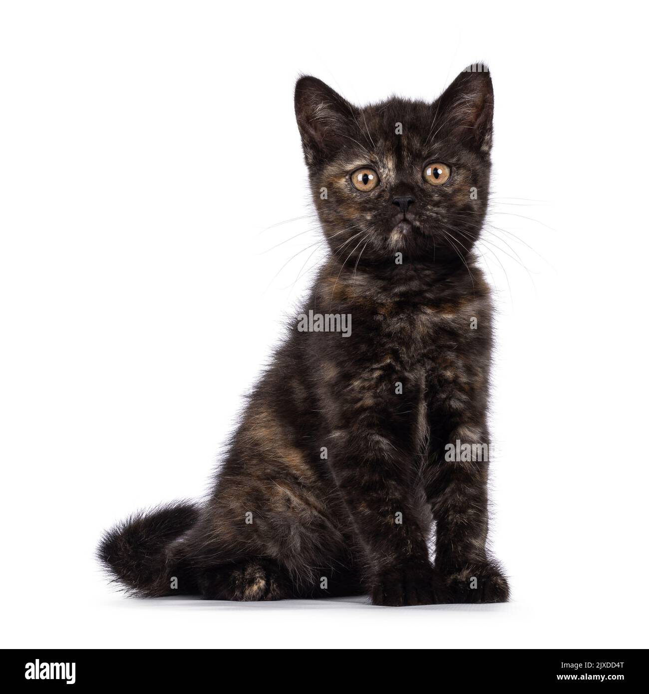 Chaton Avec Attitude Banque De Photographies Et D Images A Haute Resolution Alamy