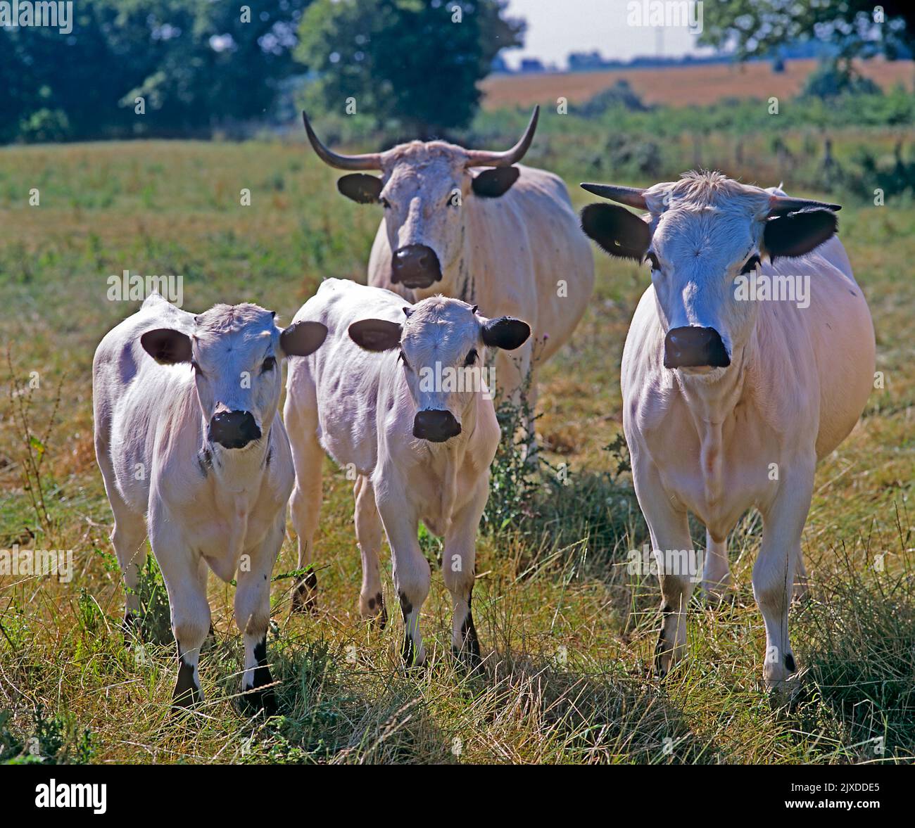 Bovins domestiques, bovins White Park. Deux vaches avec des veaux debout sur un pré. Angleterre, Grande-Bretagne Banque D'Images