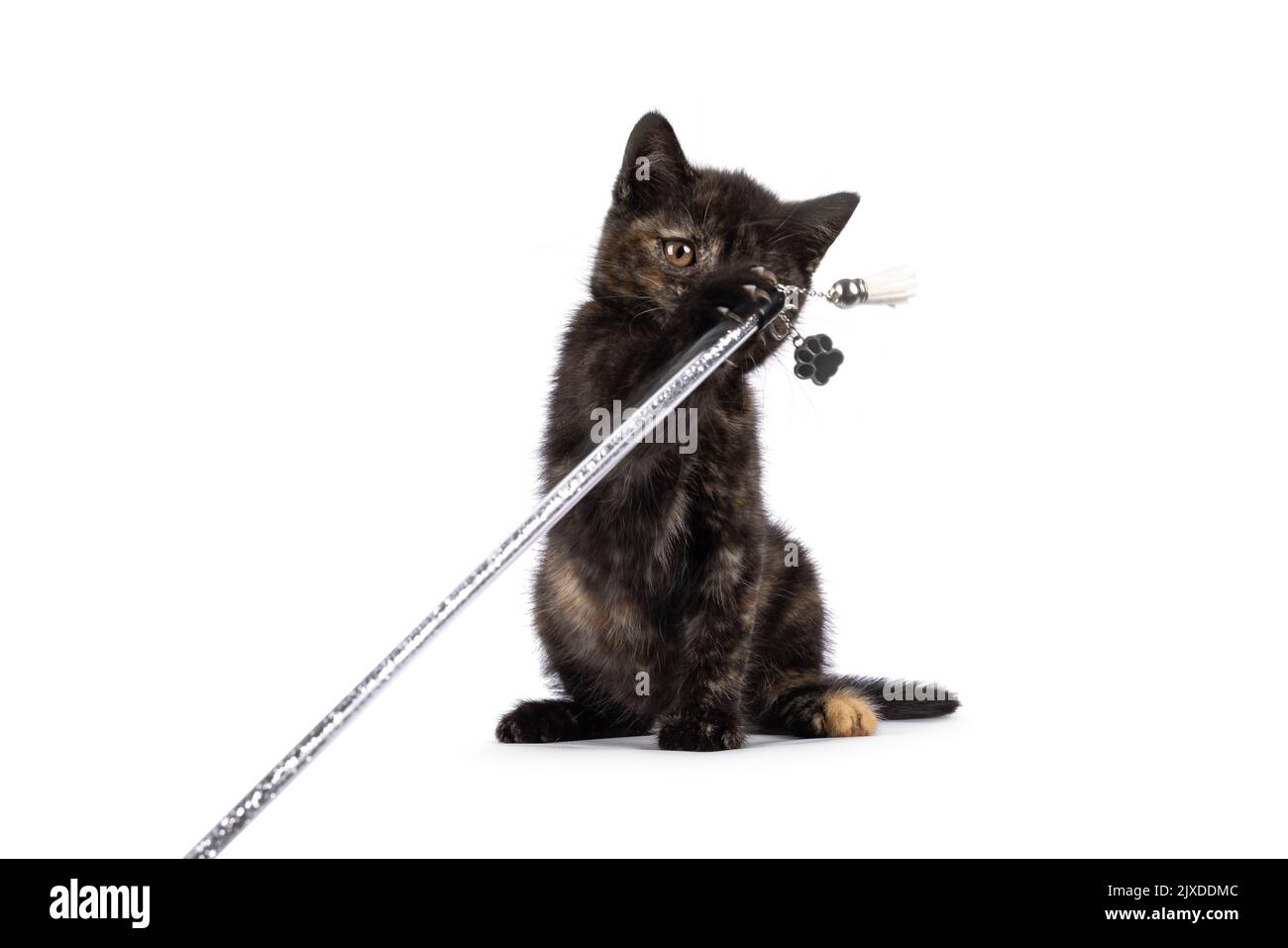 Curieux petit tortie britannique Shorthair chat chaton, assis face à jouer avec chat jouet. Regarder vers le jouet avec de grands yeux ronds. Isolé sur un Banque D'Images