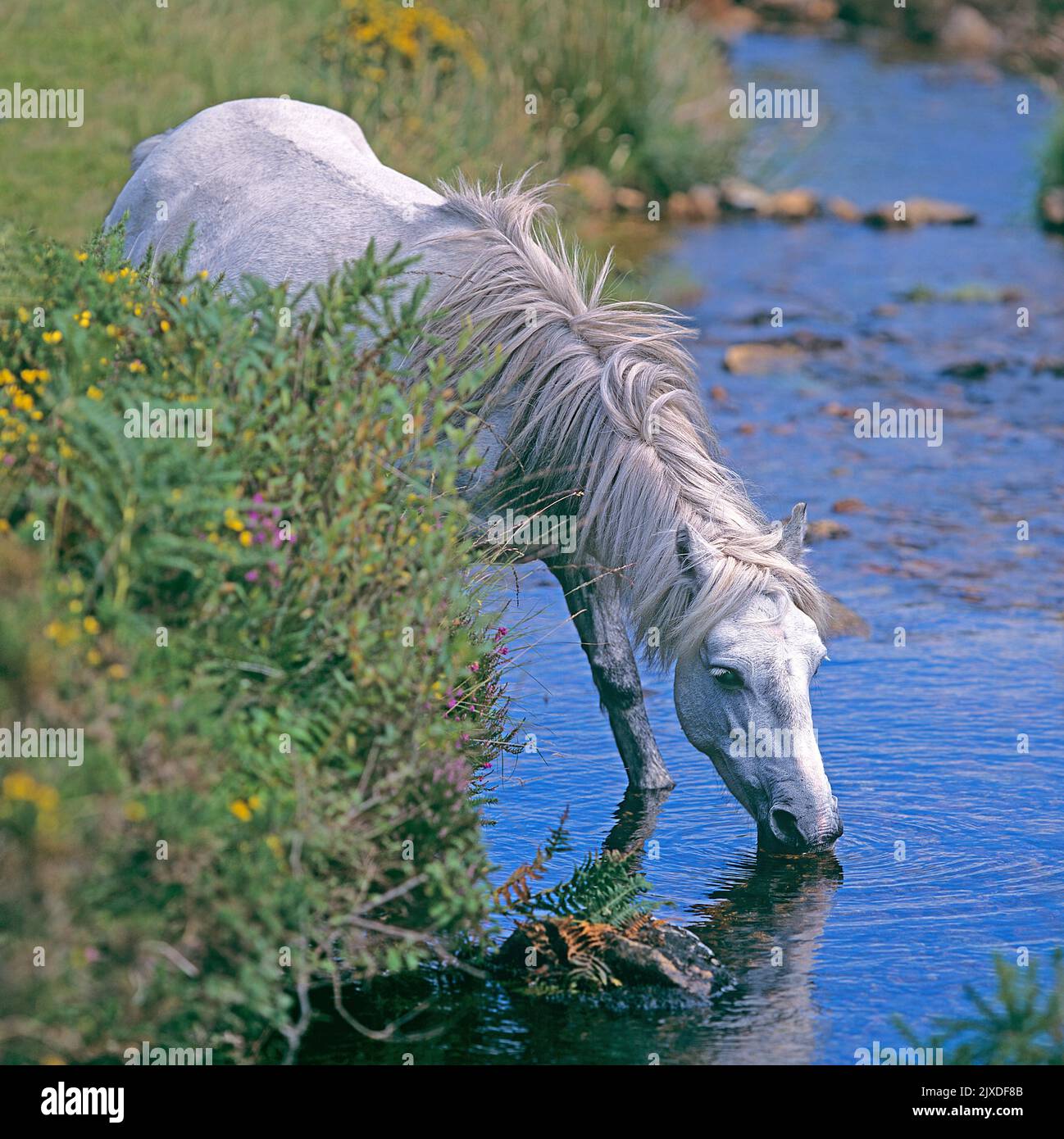 Dartmoor Pony en libre-service en train de boire depuis un ruisseau. Parc national de Dartmoor, Angleterre Banque D'Images