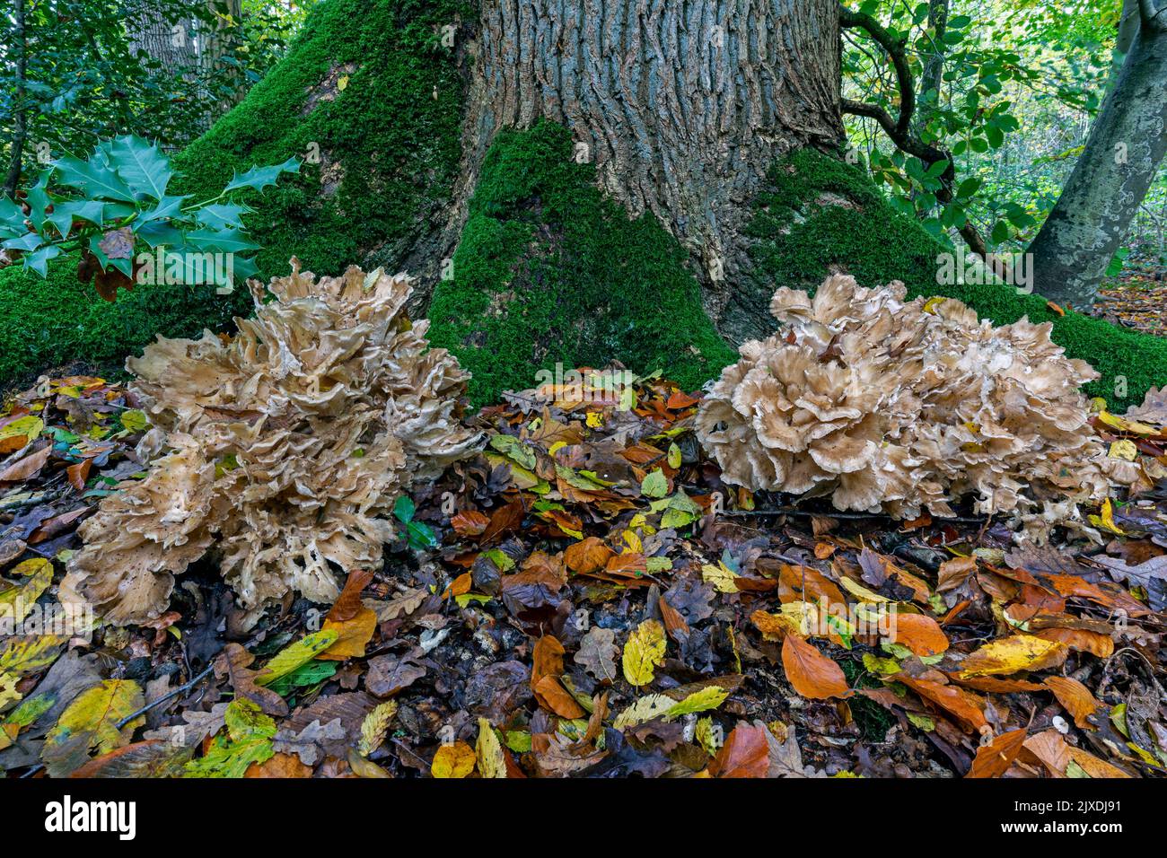 Le Hen-of-the-Woods (Grifola frondosa) est également connu sous le nom de Rams Head, Sheeps Head et sous le nom japonais Maitake. Allemagne Banque D'Images