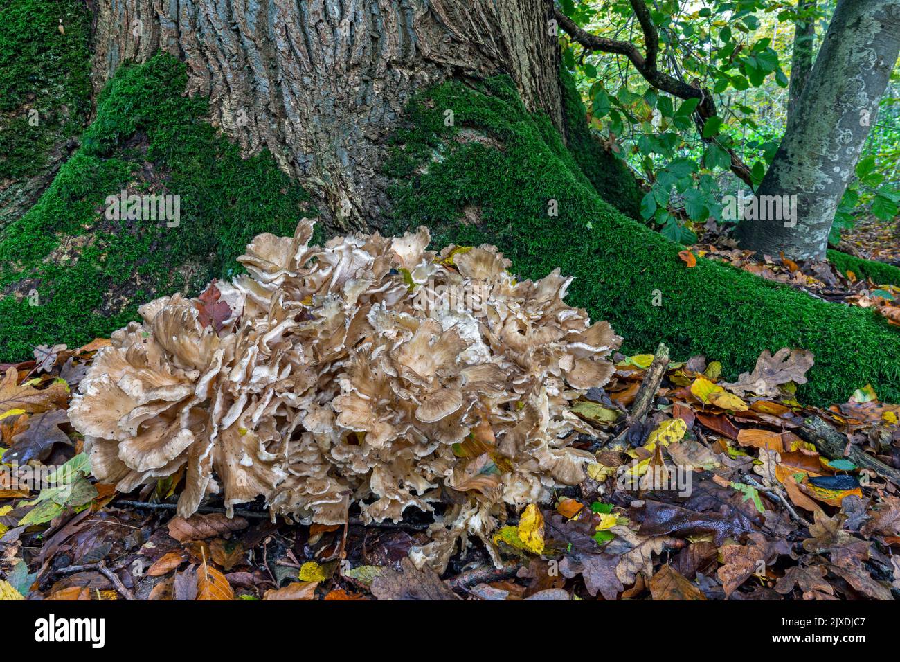 Le Hen-of-the-Woods (Grifola frondosa) est également connu sous le nom de Rams Head, Sheeps Head et sous le nom japonais Maitake. Allemagne Banque D'Images