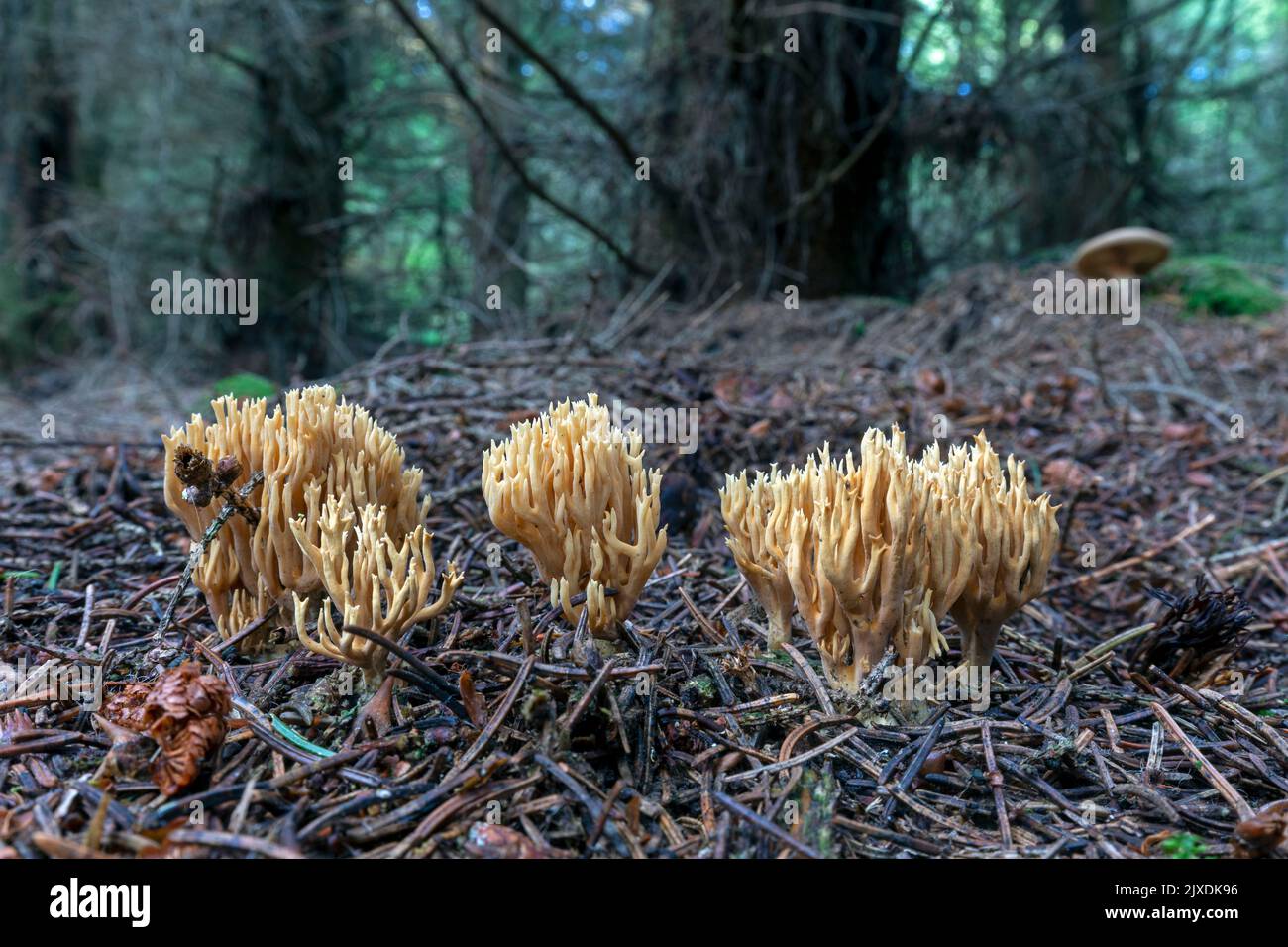 Champignon de corail (Ramaria flaccida) dans une forêt d'épinette. Danemark Banque D'Images