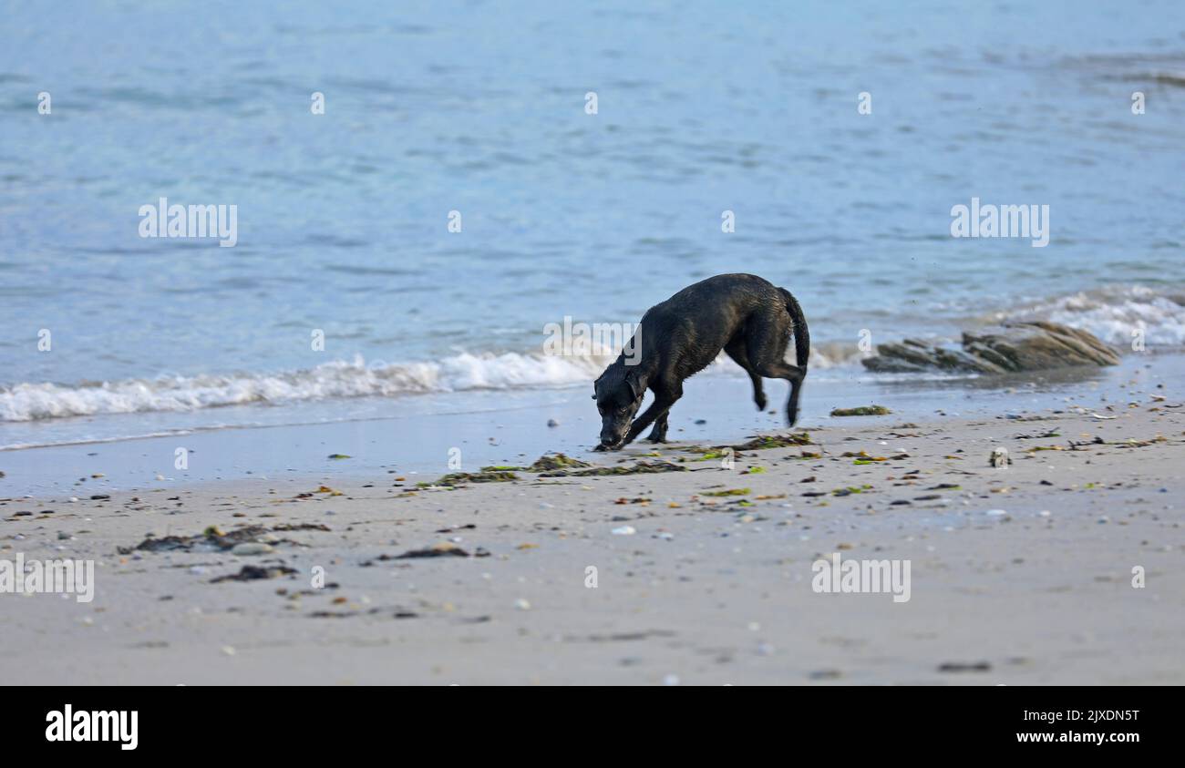 Chien sur la plage et jouer dans l'eau Banque D'Images