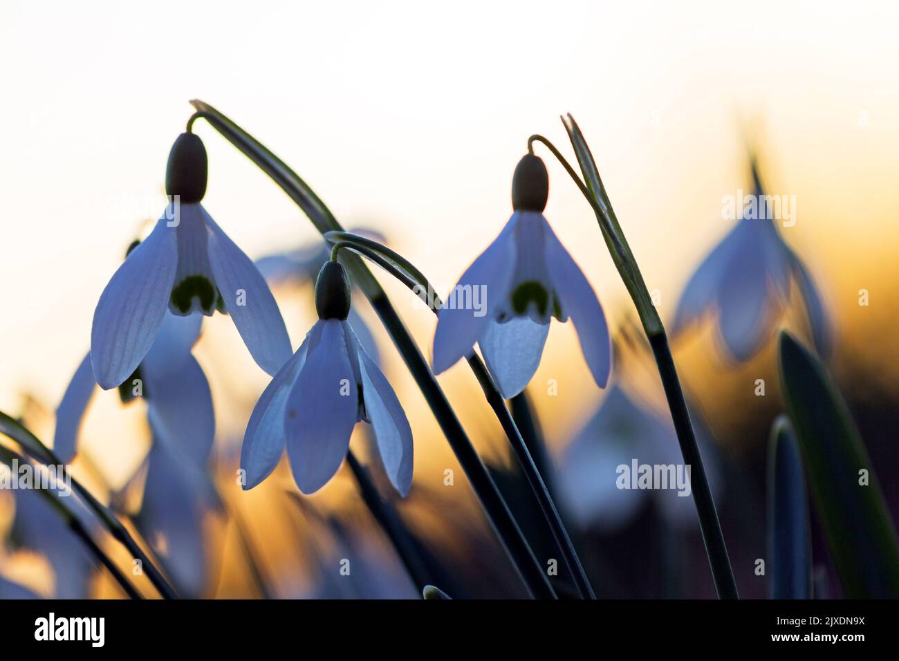 Snowdrop commun (Galanthus nivalis), fleurs au coucher du soleil en Allemagne Banque D'Images