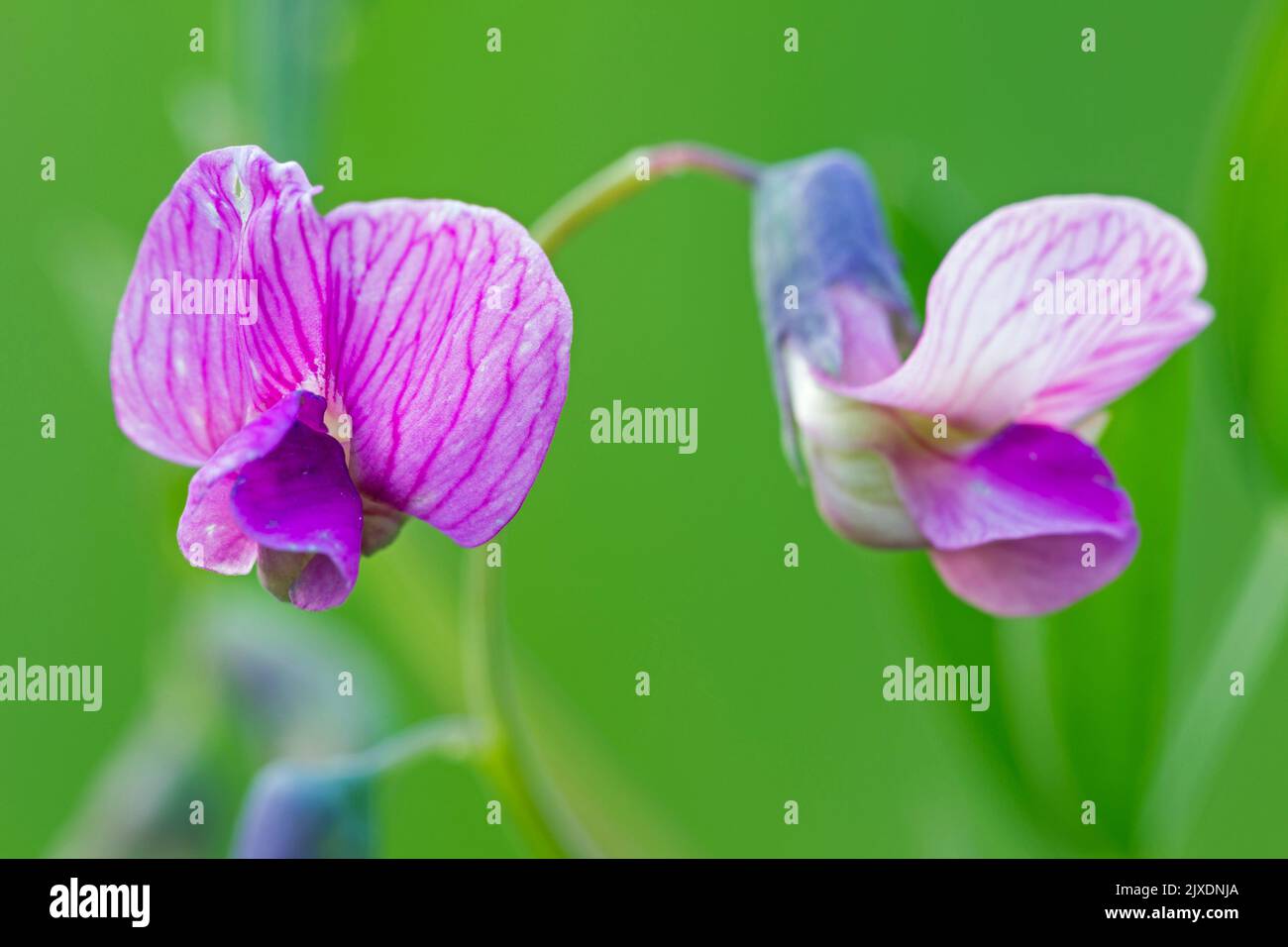 Etch amer (Lathyrus linifolius). Deux fleurs. Allemagne Banque D'Images