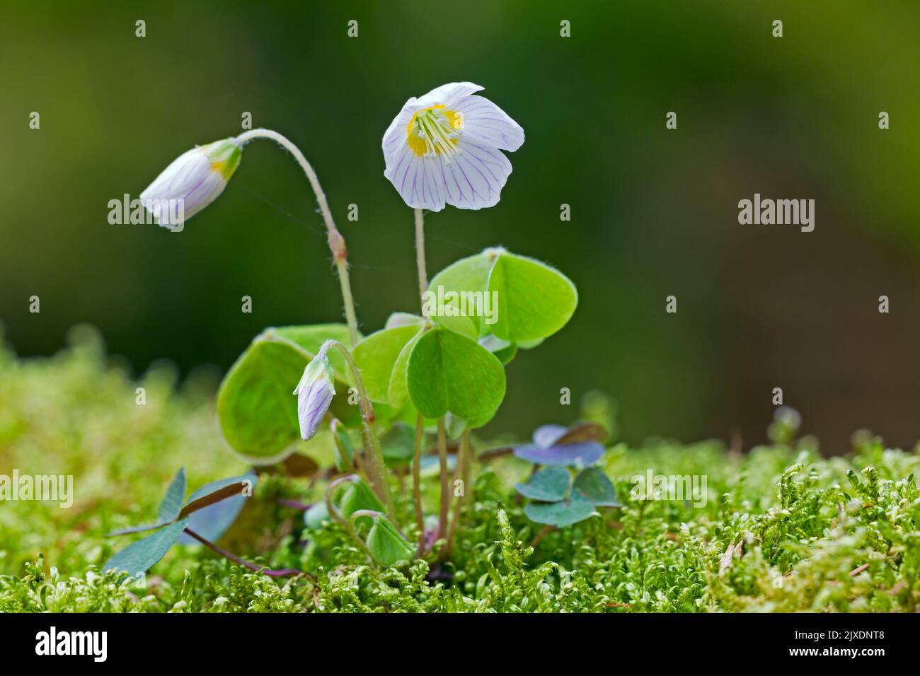 Sorrel de bois (Oxalis acétosella), floraison. Allemagne Banque D'Images