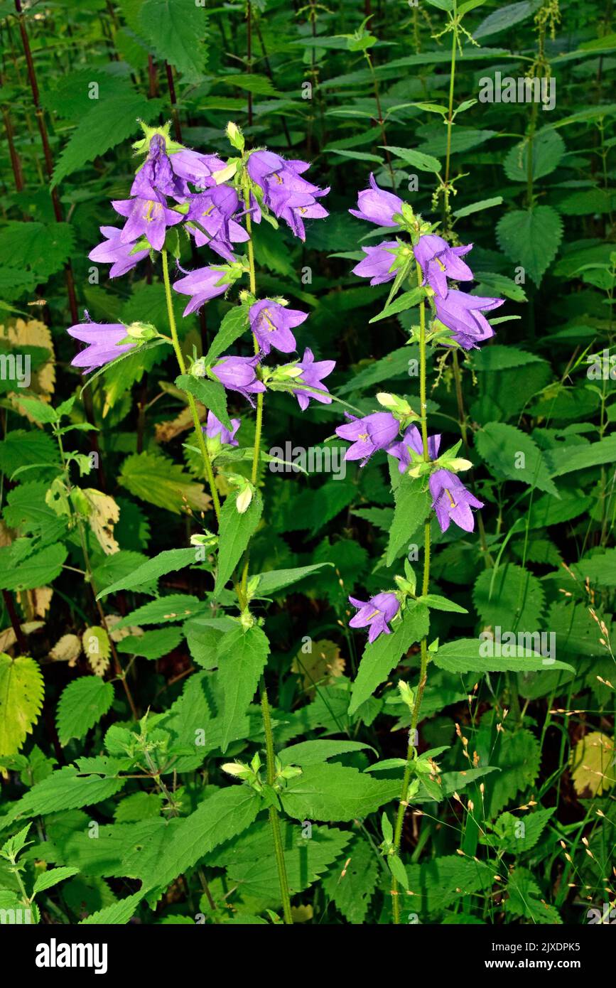 Fleur de bois d'ortie (Campanula trachlium), plante à fleurs. Allemagne Banque D'Images