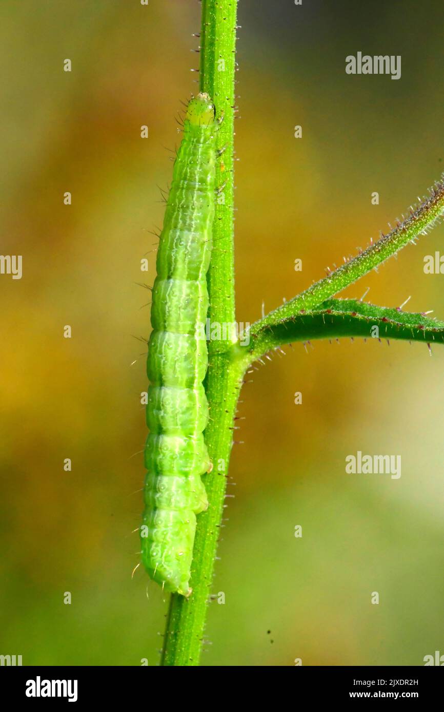 Y argenté (gamma Autographa). Niché à proximité d'une tige de plante verte, le caterpillar est difficile à repérer. Allemagne. Banque D'Images