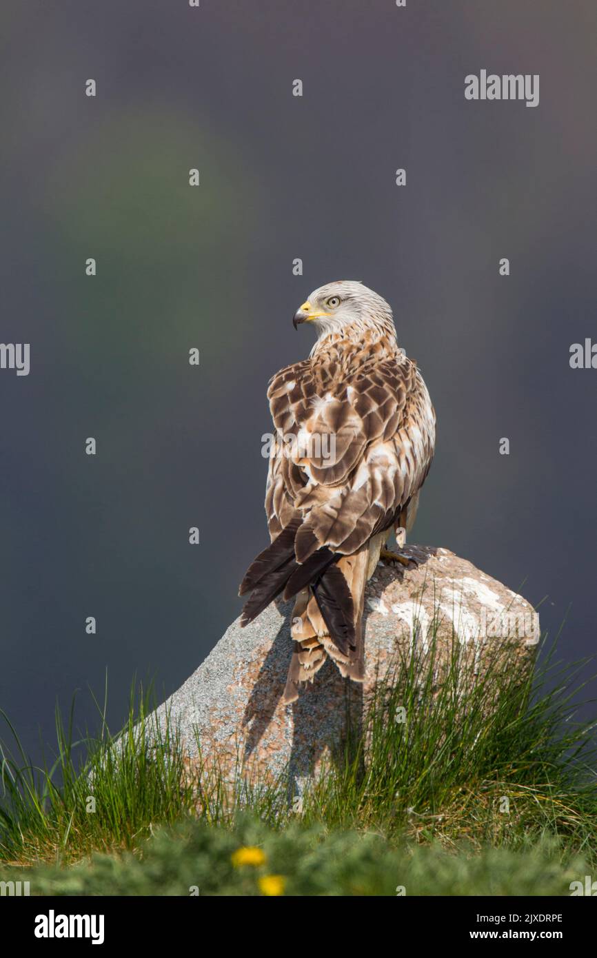 Cerf-volant rouge (Milvus milvus). Adulte debout sur un rocher. Allemagne Banque D'Images