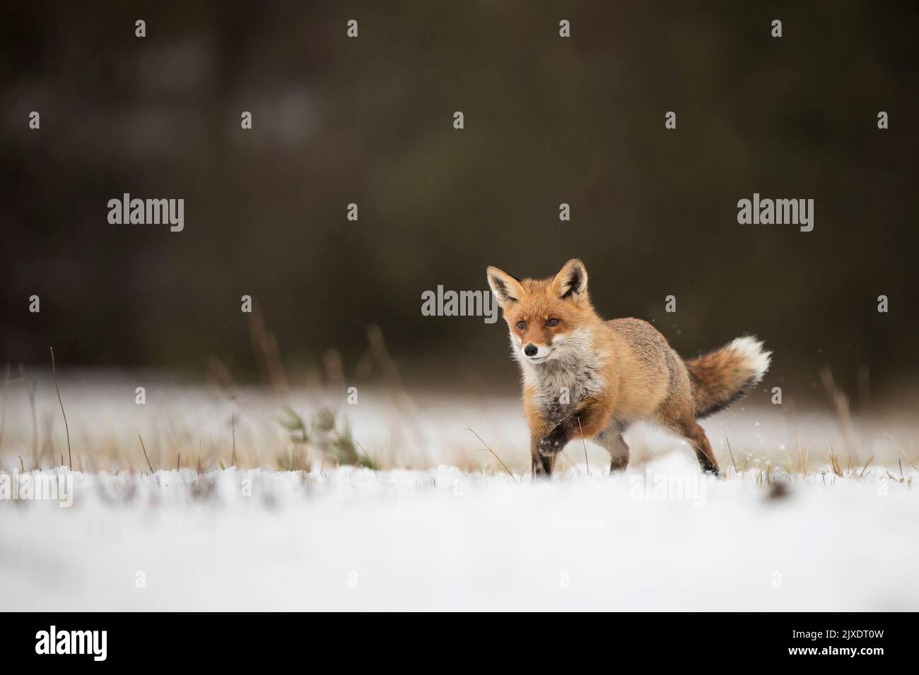 Renard rouge (Vulpes vulpes). Adulte marchant dans la neige. Allemagne Banque D'Images