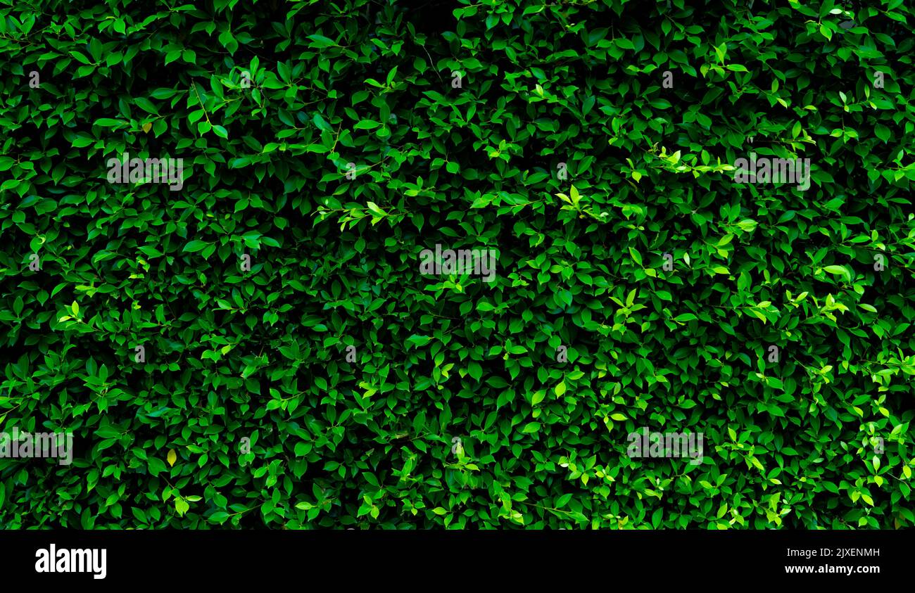 Petites feuilles vertes sur fond de texture de la paroi de haie. Gros plan plante de haie verte dans le jardin. Mur de haies écologique à feuilles persistantes. Toile de fond naturelle. La beauté dans la nature Banque D'Images