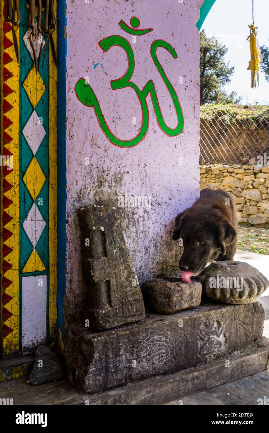 3 mars 2021 Uttarakhand Inde.un chien de paria errant indien a offert de la nourriture dans un temple hindou avec un signe d'Om. Banque D'Images