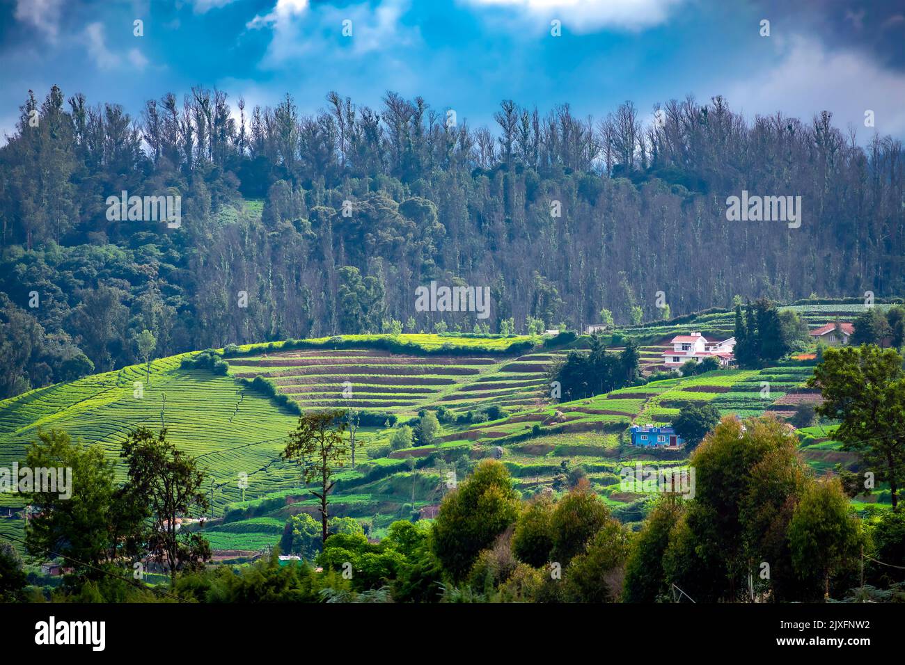 vue en angle supérieur d'un arbre et de plantes en ooty Banque D'Images