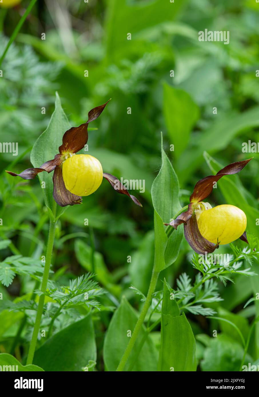 Orchidée de Lady's Slipper : Cypripedium calceolus. Alpes suisses. Banque D'Images